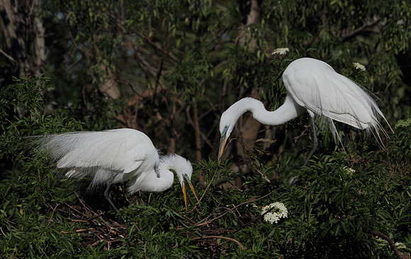Great Egrets building nest