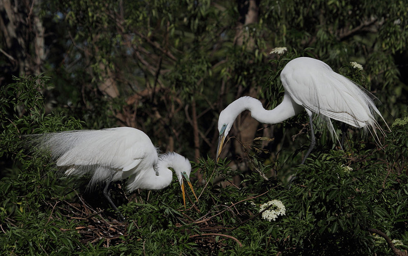 Great Egrets building nest