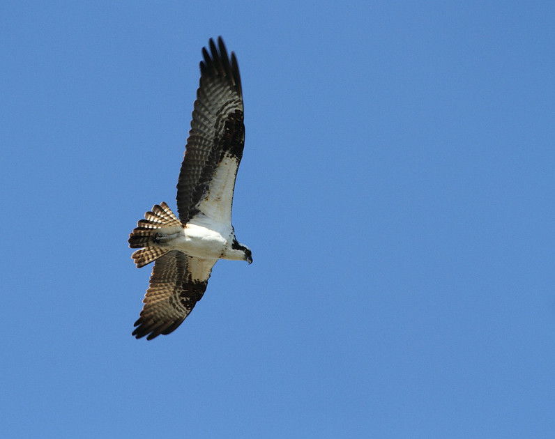 Osprey