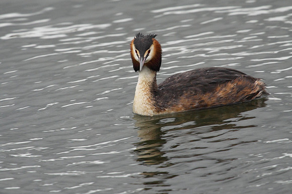 Great Crested Grebe