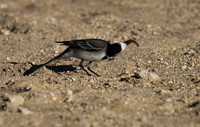 Pied Wagtail with Prey