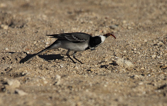 Pied Wagtail with Prey