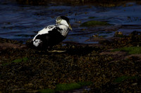 Male Eider