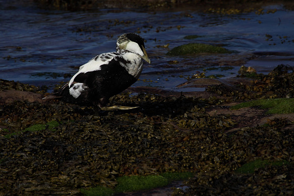 Male Eider