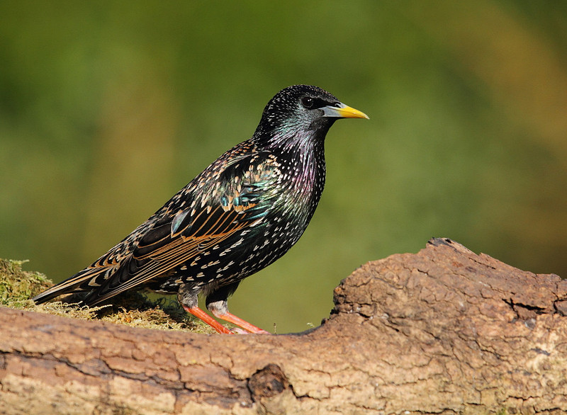 Starling
