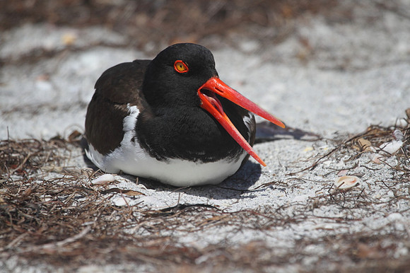 American Oystercatcher
