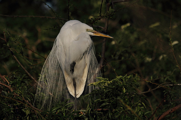 Great Egret