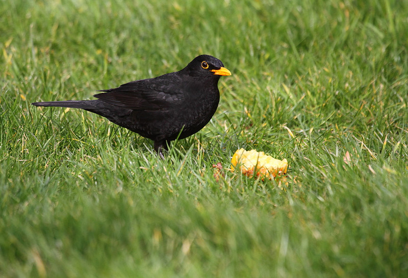 Male Blackbird