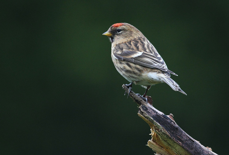 Redpoll