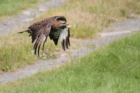 Buzzard
