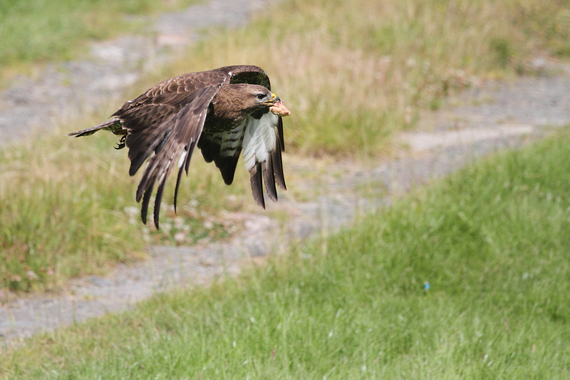 Buzzard