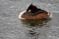 Great Crested Grebe