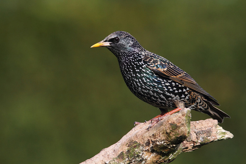 Starling