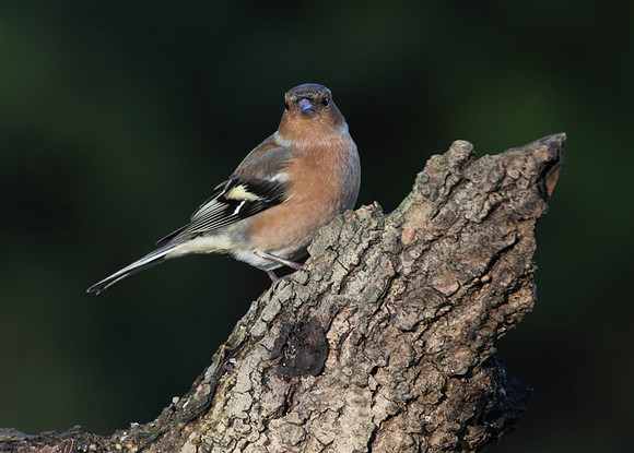 Male Chaffinch