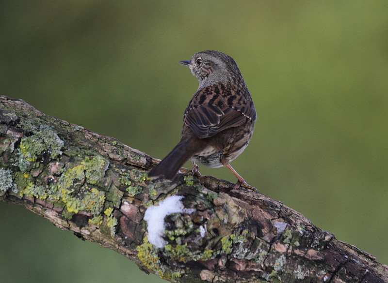 Dunnock