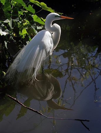 Great Egret