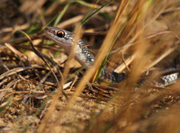 Southern Racer