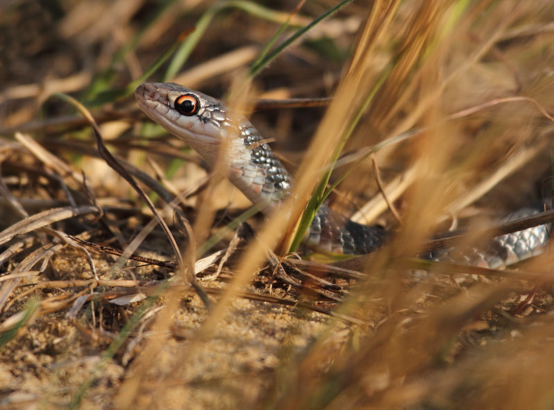 Southern Racer