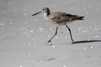 Willet