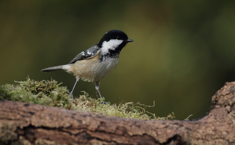 Coal Tit
