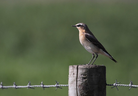 Northern Wheatear