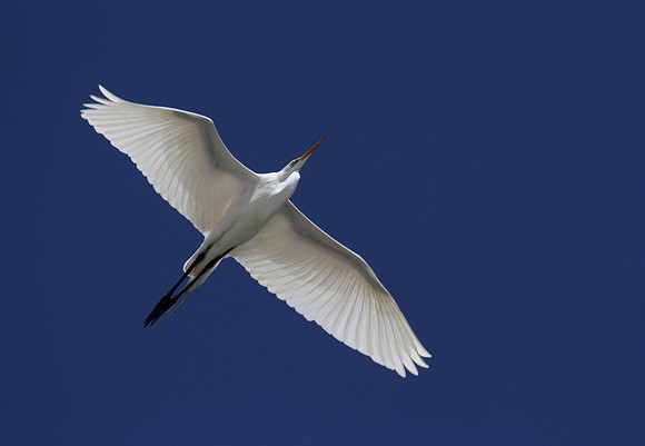 Great Egret