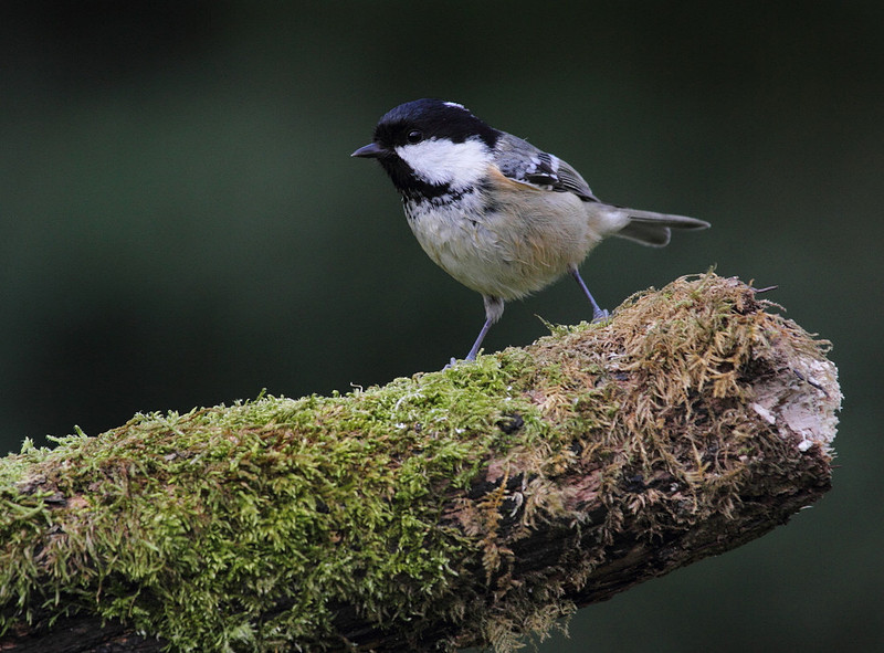 Coal Tit