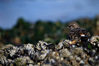 Turnstone