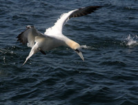 Gannet dive