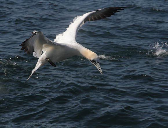 Gannet dive