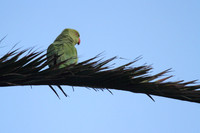 Ring Necked Parakeet