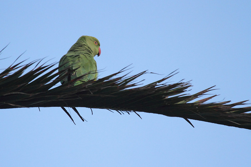 Ring Necked Parakeet
