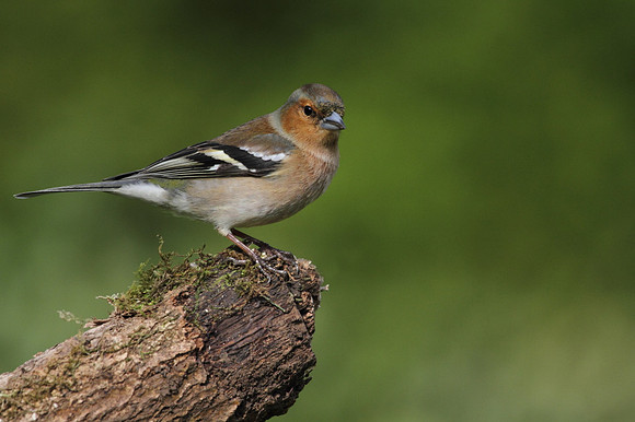 Male Chaffinch