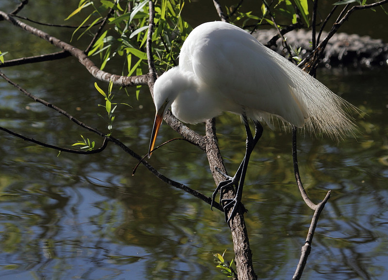 Great Egret