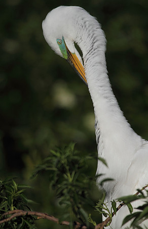 Great Egret preening