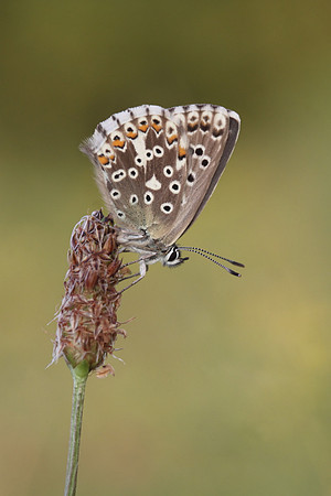 Chalk Hill Blue  (female)