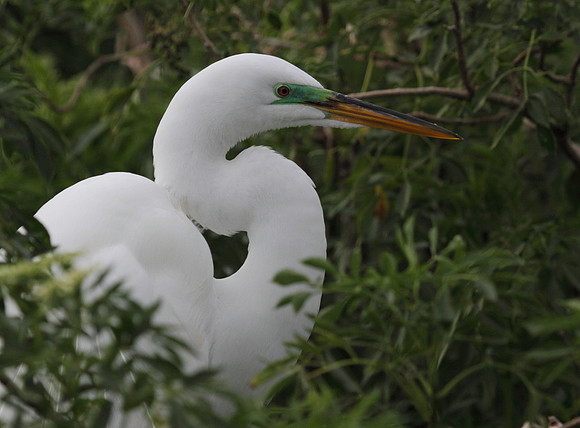 Great Egret