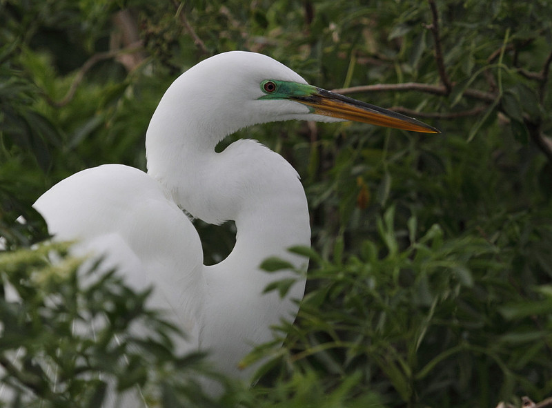 Great Egret