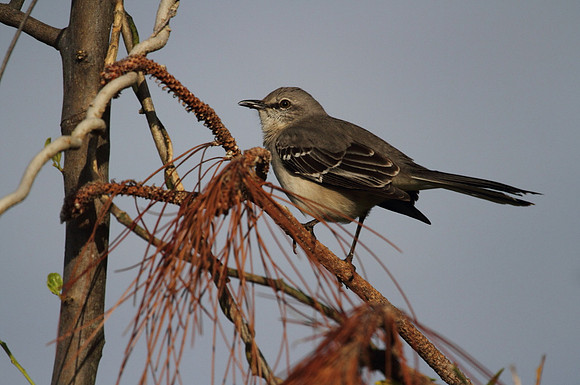 Northern Mocking Bird
