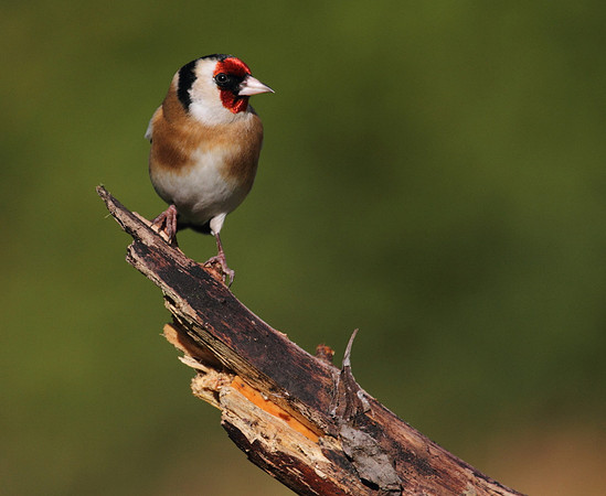 Goldfinch