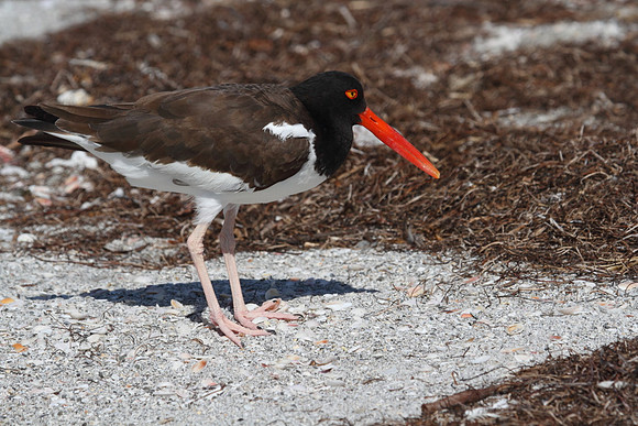 American Oystercatcher