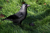 Jackdaw