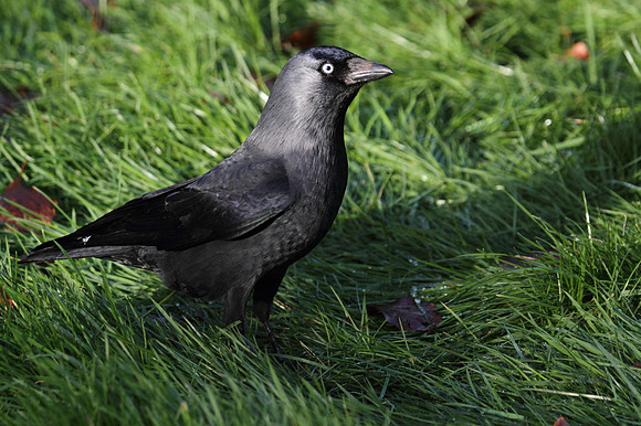 Jackdaw