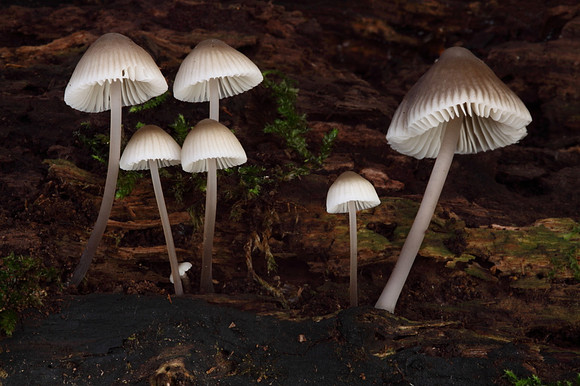 Mycena Fungi
