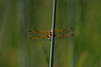 Four Spotted Chaser