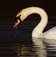 Mute Swan