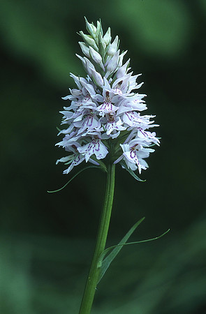 Common Spotted Orchid