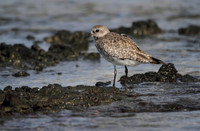 Grey Plover