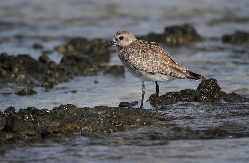Grey Plover