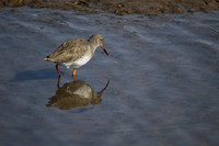 Redshank